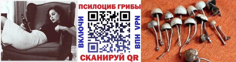 Псилоцибиновые грибы Cubensis  как найти наркотики  Костомукша 